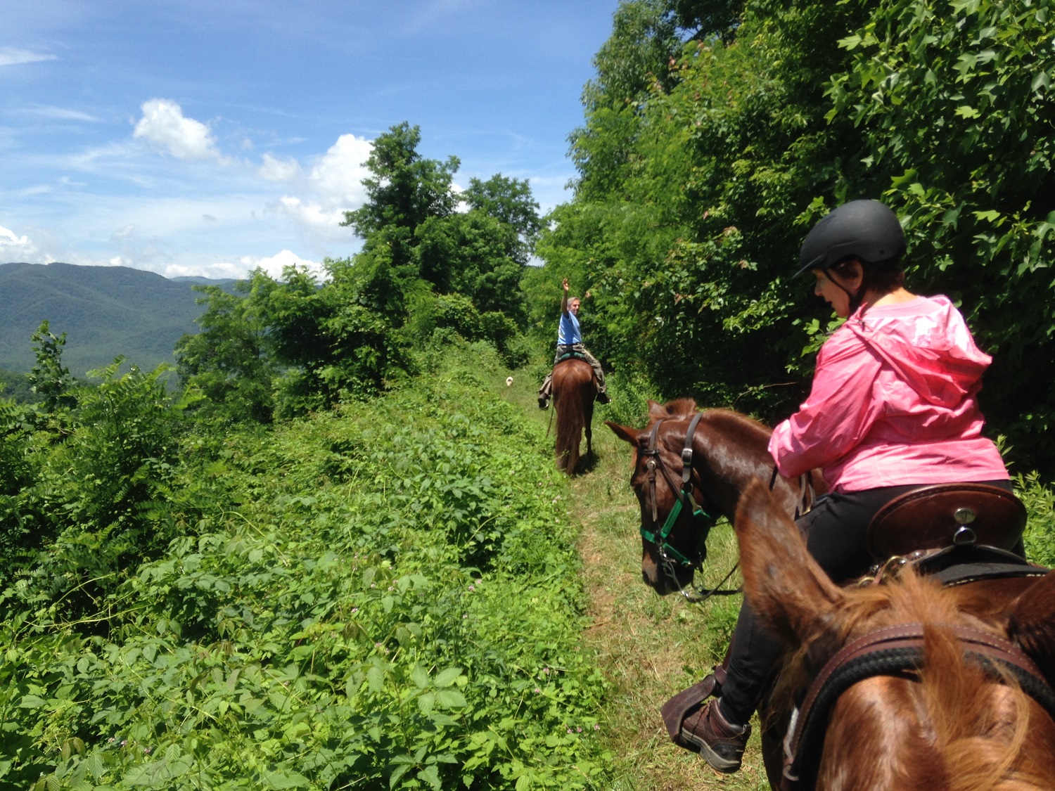 White cedar horse outlet camp